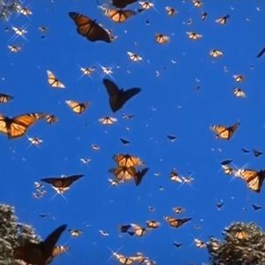 Meet your Posher, Sadie